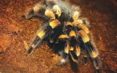 13. Mai – Veranstaltung: „Meet the spider!“