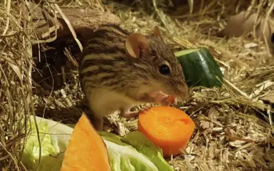 Streifengrasmäuse im Reptilienhuus