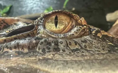 „Guillaume“ ist umgezogen!