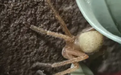 Spinne im Supermarkt