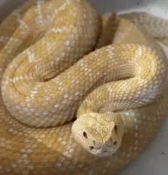 „Escobar“ is da!