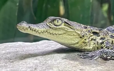 Krokodilbabys im Reptilienhuus