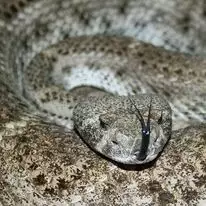 Endlich zu sehen: Giftschlangen!