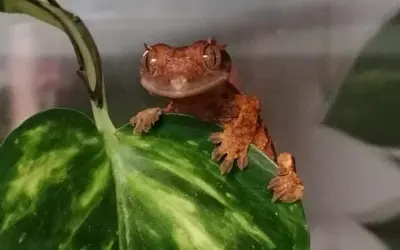 Neue Bewohner im Reptilienhuus