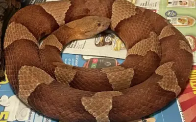 Statement zum Fundtier