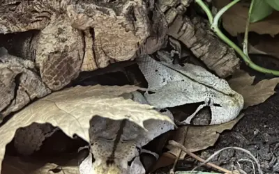Nachwuchs bei unseren Gabunvipern