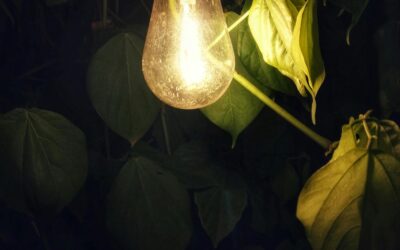 Das Reptilienhuus und die Energiekrise