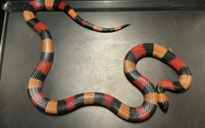 Vergleichsweise ungewöhnlicher Einsatz