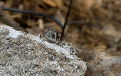 Nachwuchs bei unseren Klapperschlangen